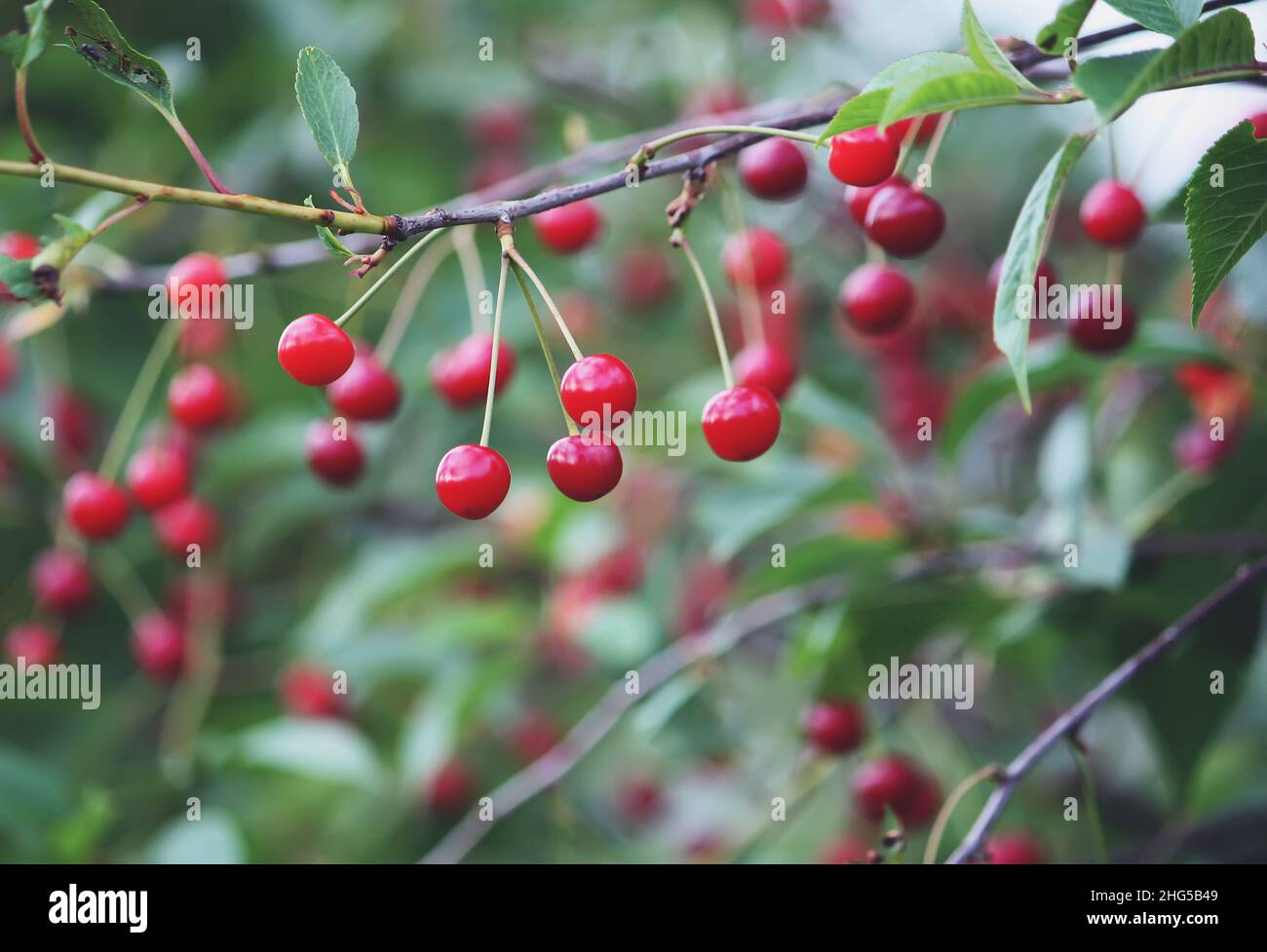 Red ripe fresh cherries close up outdoors Stock Photo - Alamy