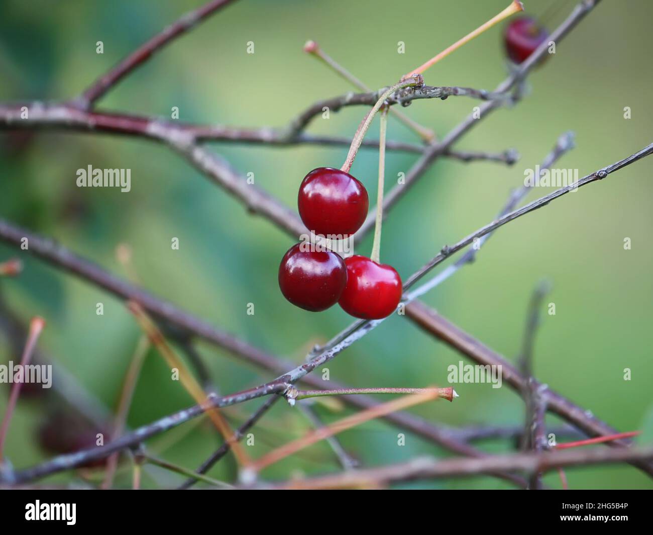 Red ripe fresh cherries close up outdoors Stock Photo - Alamy