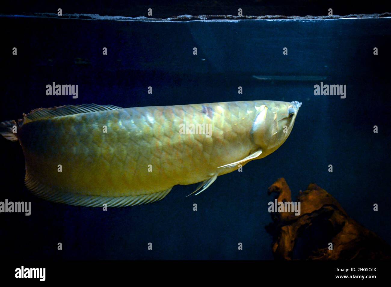 Arowana fish swimming below water surface Stock Photo