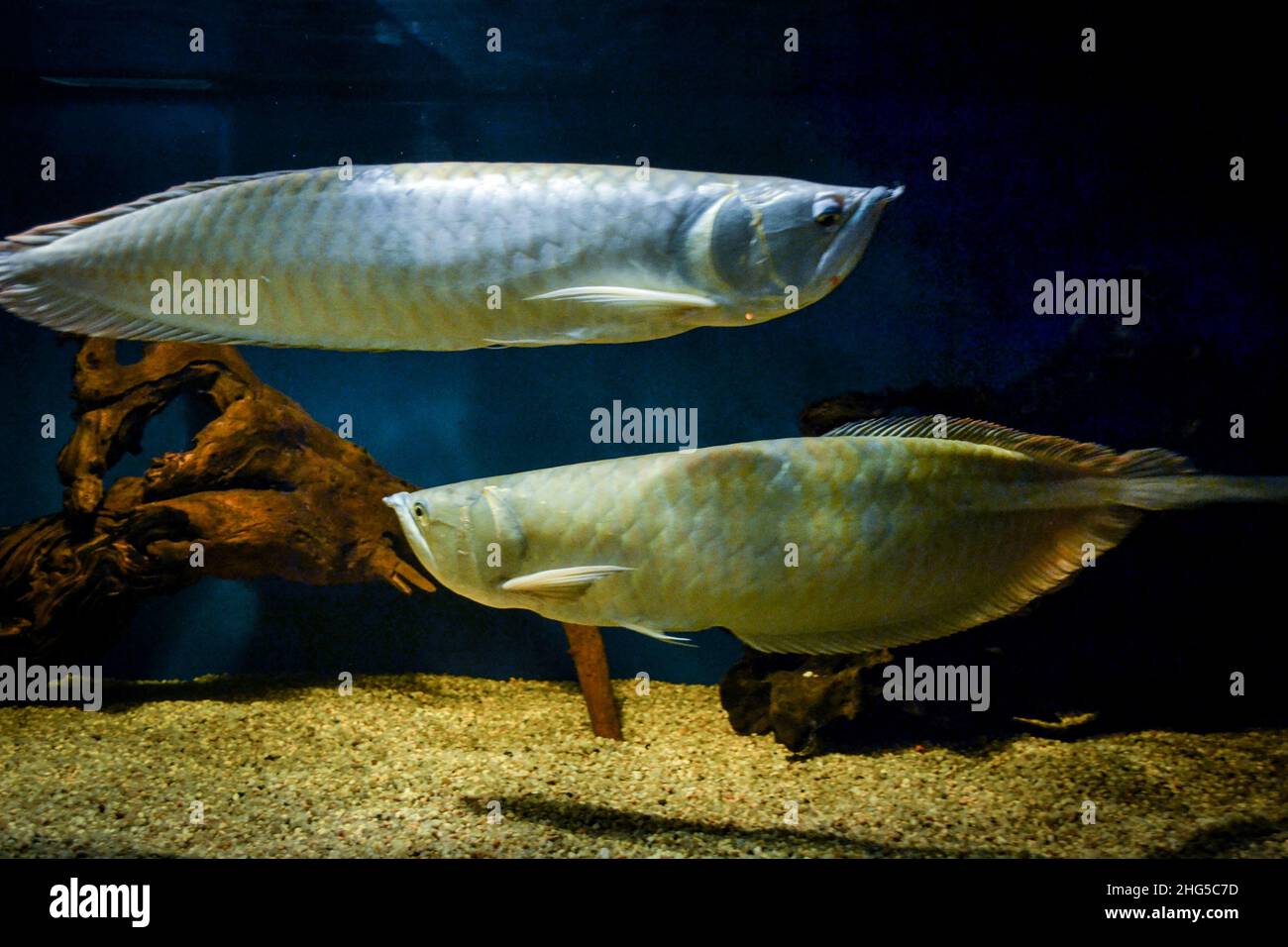Two arowana fish swimming in aquarium Stock Photo