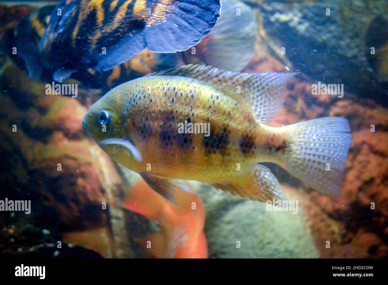 Astronotus ocellatus fish swimming underwater Stock Photo