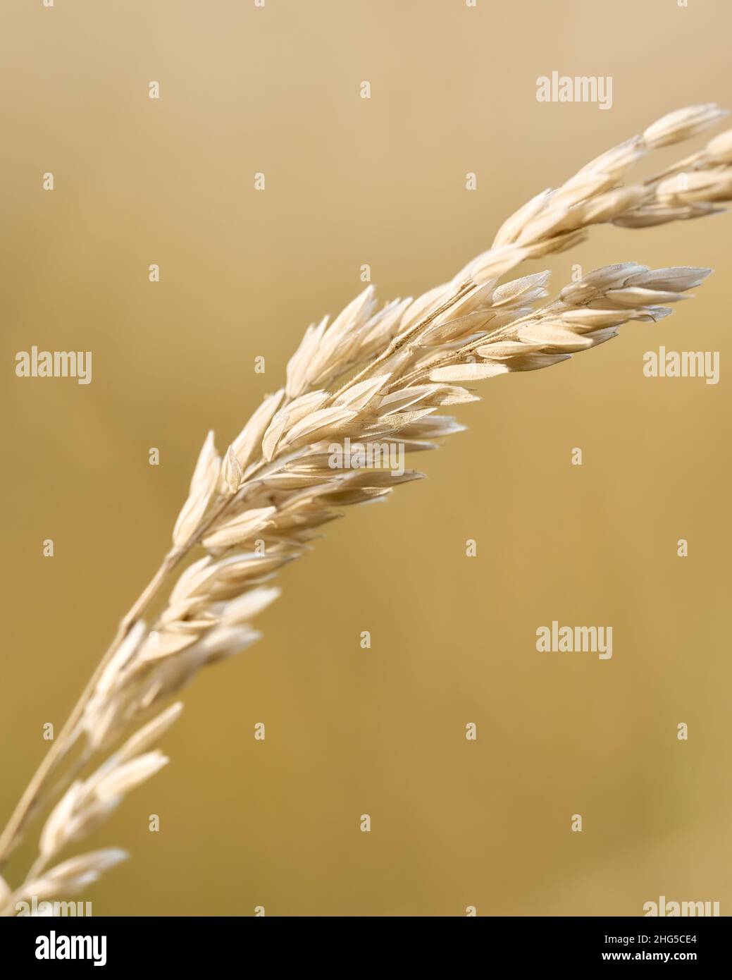 wheat field Stock Photo