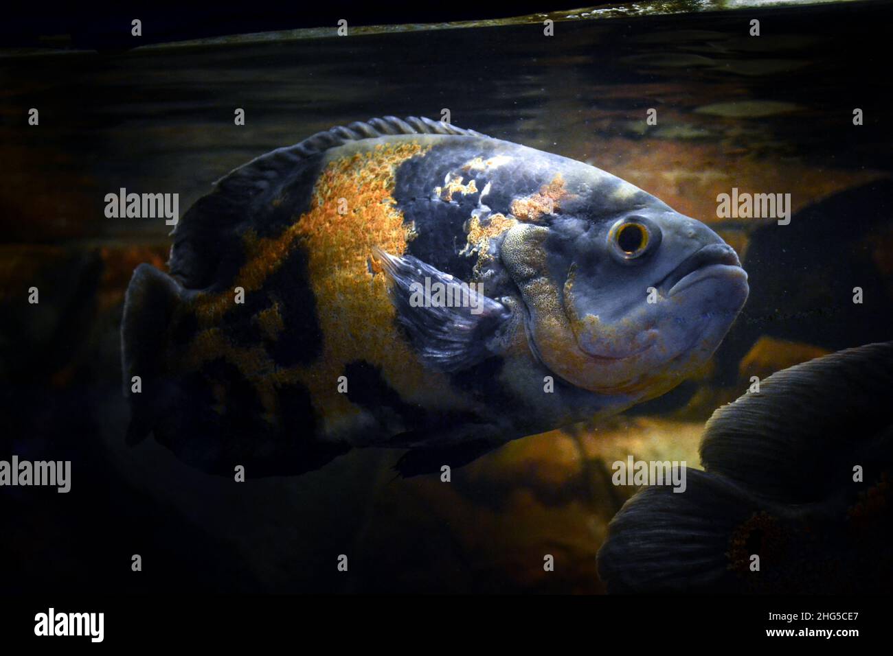 Astronotus ocellatus fish swimming underwater Stock Photo