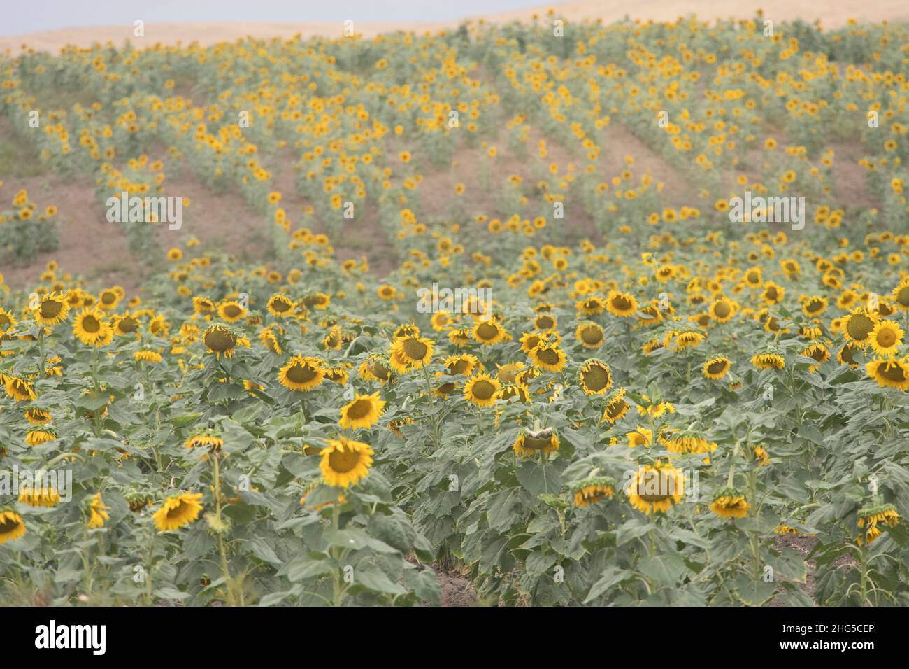 farm farming agriculture hires stock photography and images Alamy