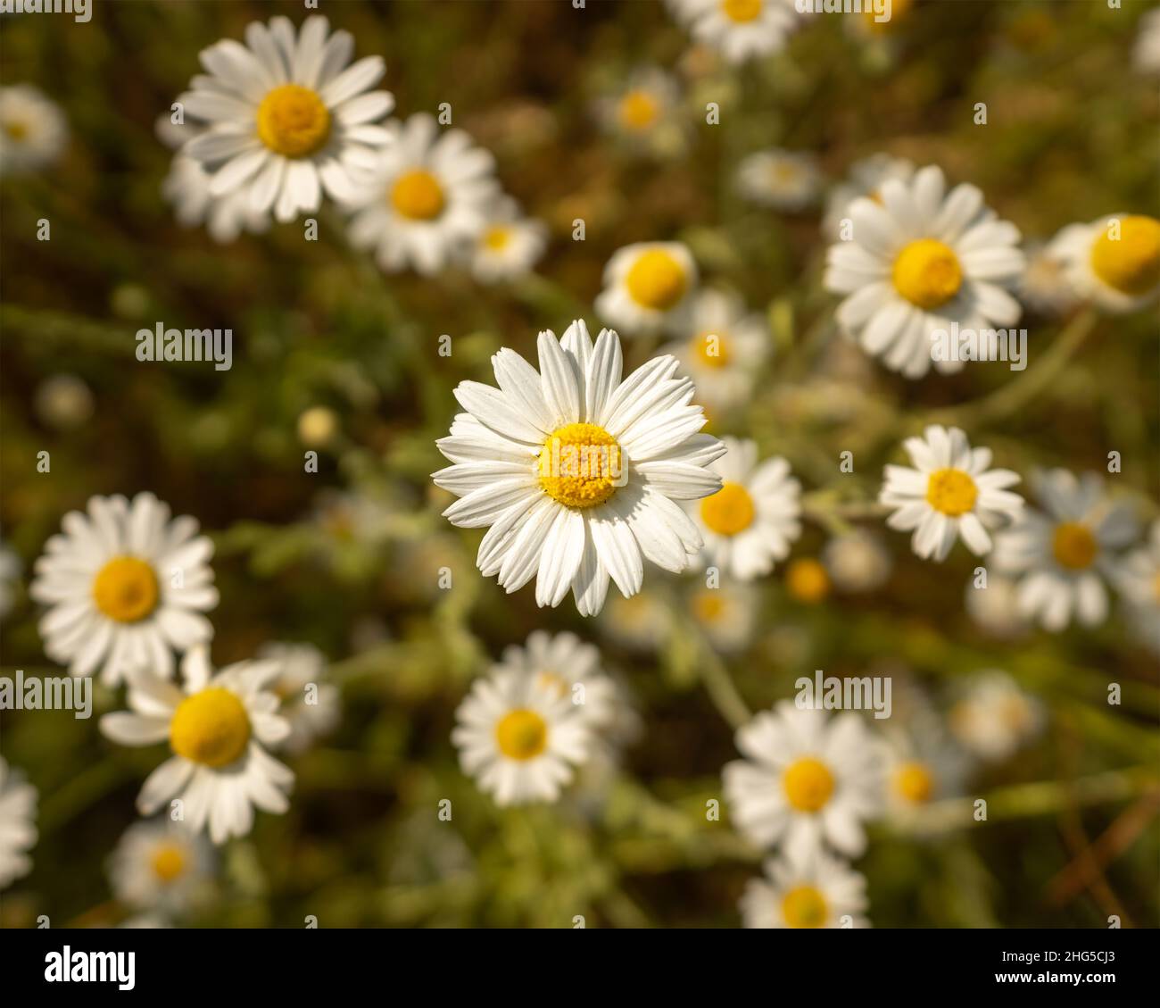 Chamomile flower photography hi-res stock photography and images - Alamy