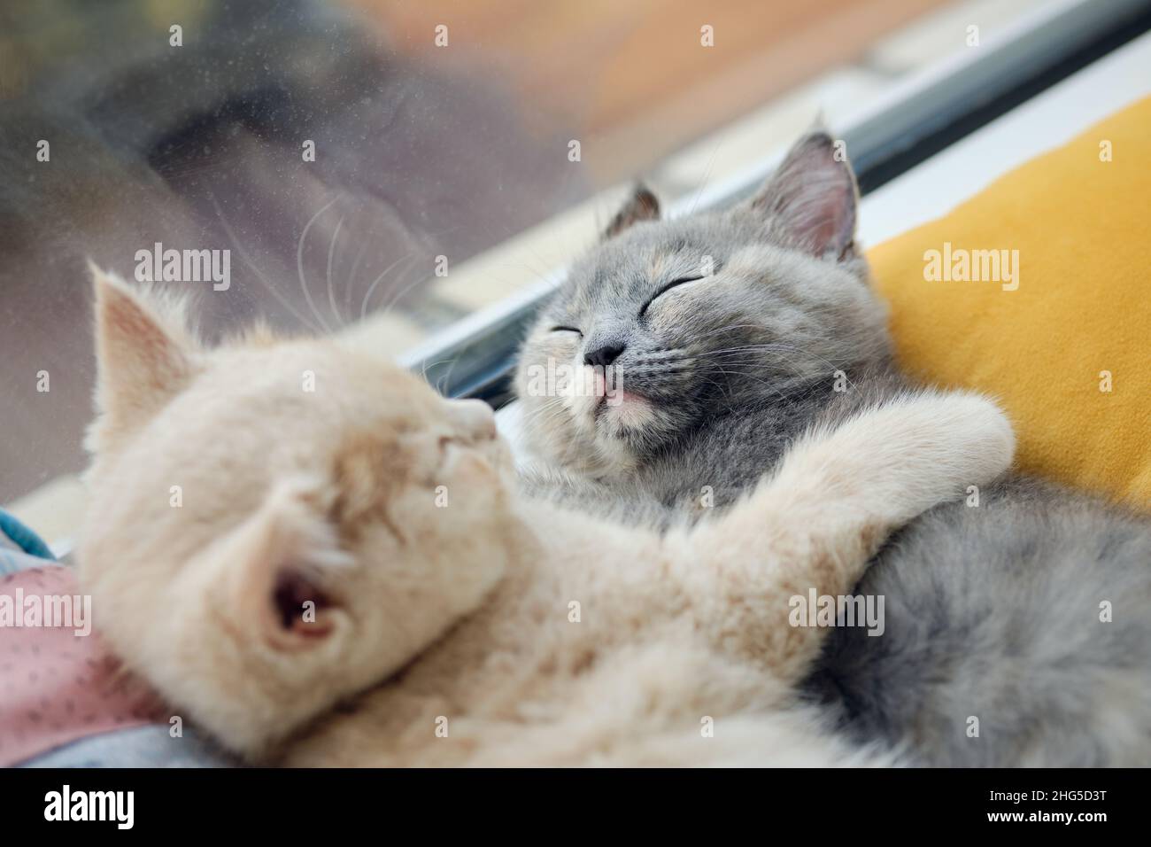 two cute cats are sleeping snuggled on the windowsill Stock Photo