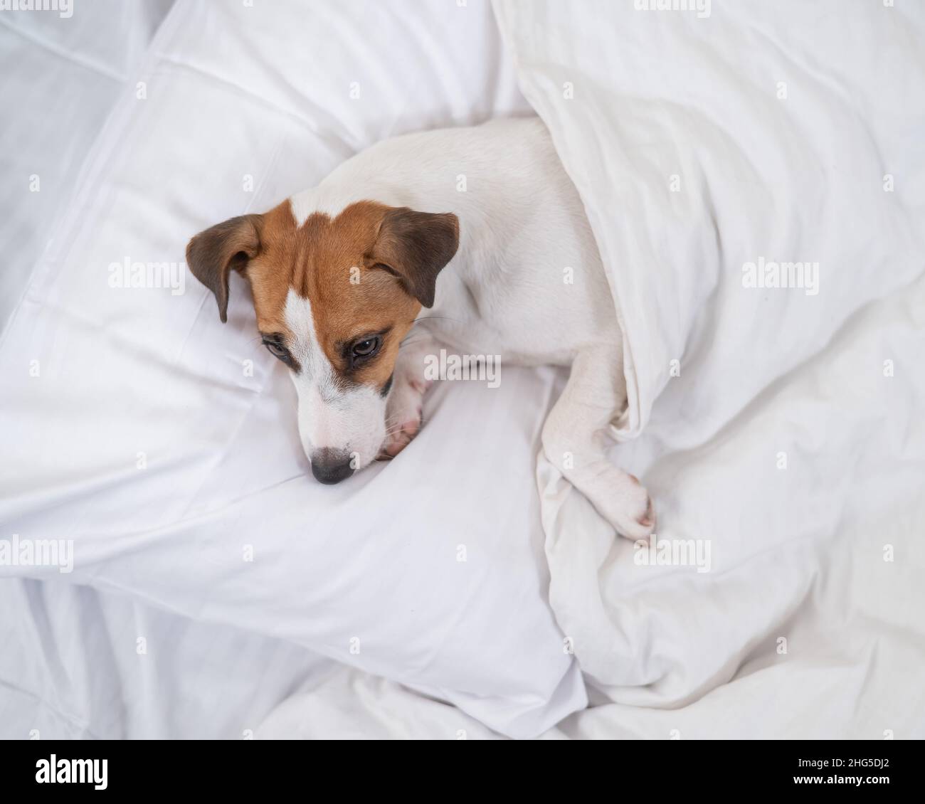 Why do jack russells like top to sleep under the covers