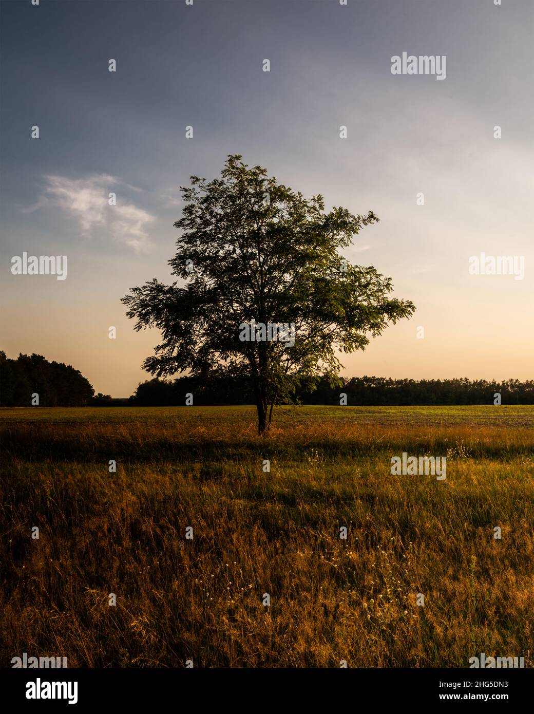 The lonely tree Stock Photo