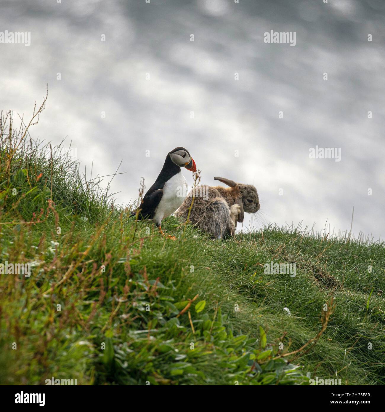 Puffins and Rabbit, Shetland, Scotland Stock Photo - Alamy
