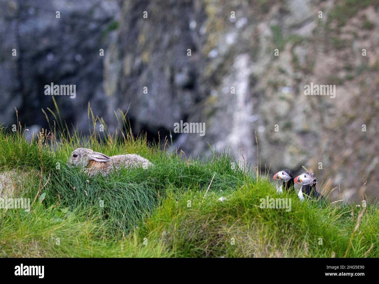 Puffins and Rabbit, Shetland, Scotland Stock Photo - Alamy