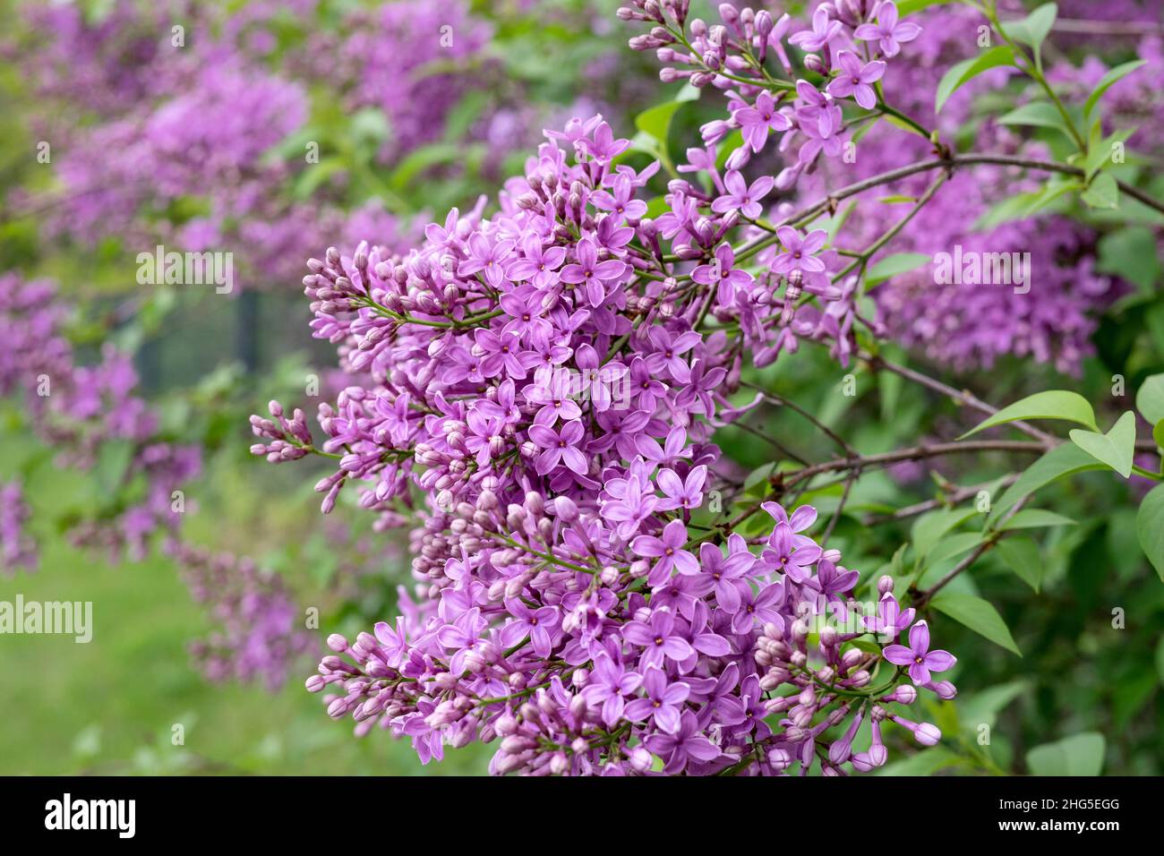 Violet lilac flowers Stock Photo