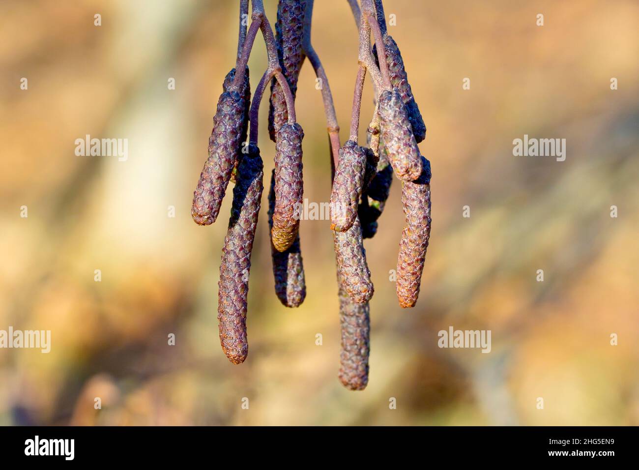 Alder (alnus glutinosa), close up of the male catkins, still closed, produced at the end of the year in preparation for the following spring. Stock Photo