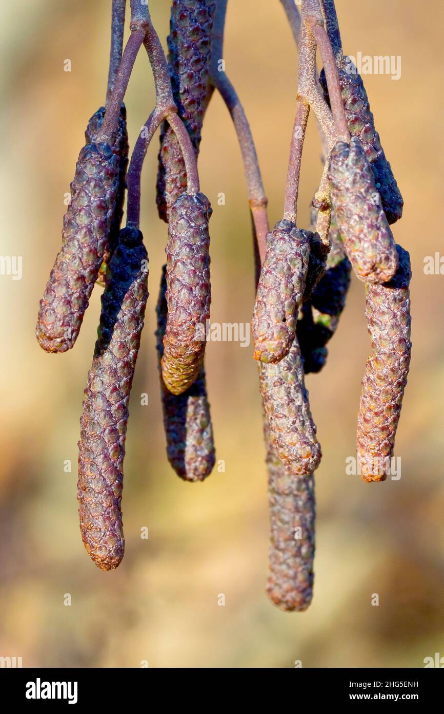 Alder (alnus glutinosa), close up of the male catkins, still closed, produced at the end of the year in preparation for the following spring. Stock Photo
