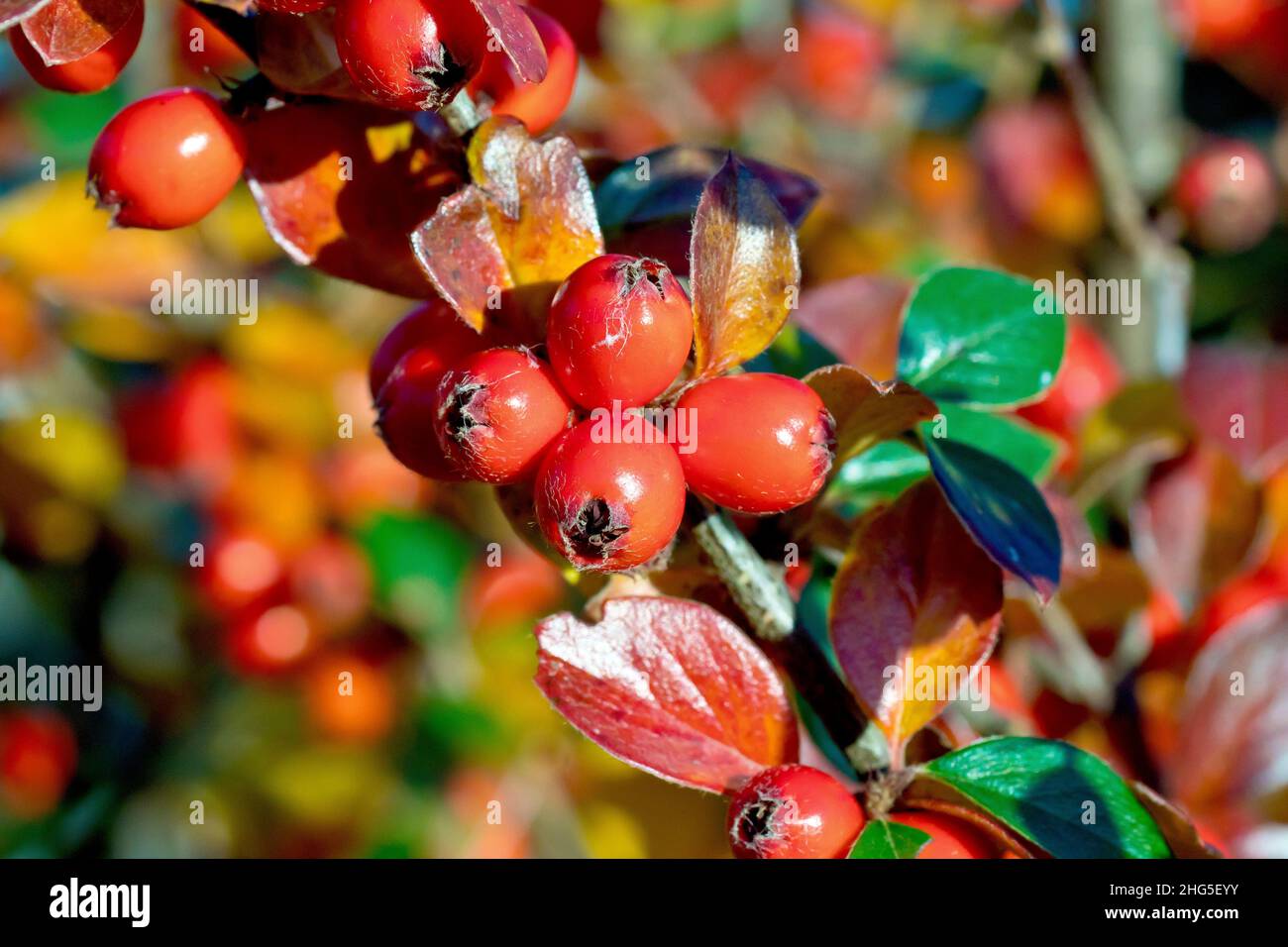 Close up showing open ended red berries or fruits growing on a shrub, possibly a variety of Cotoneaster. Stock Photo
