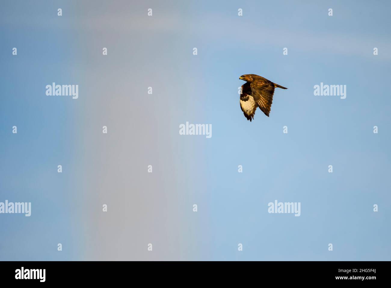 The buzzard, is a species of accipitriforme bird in the Accipitridae family. Stock Photo