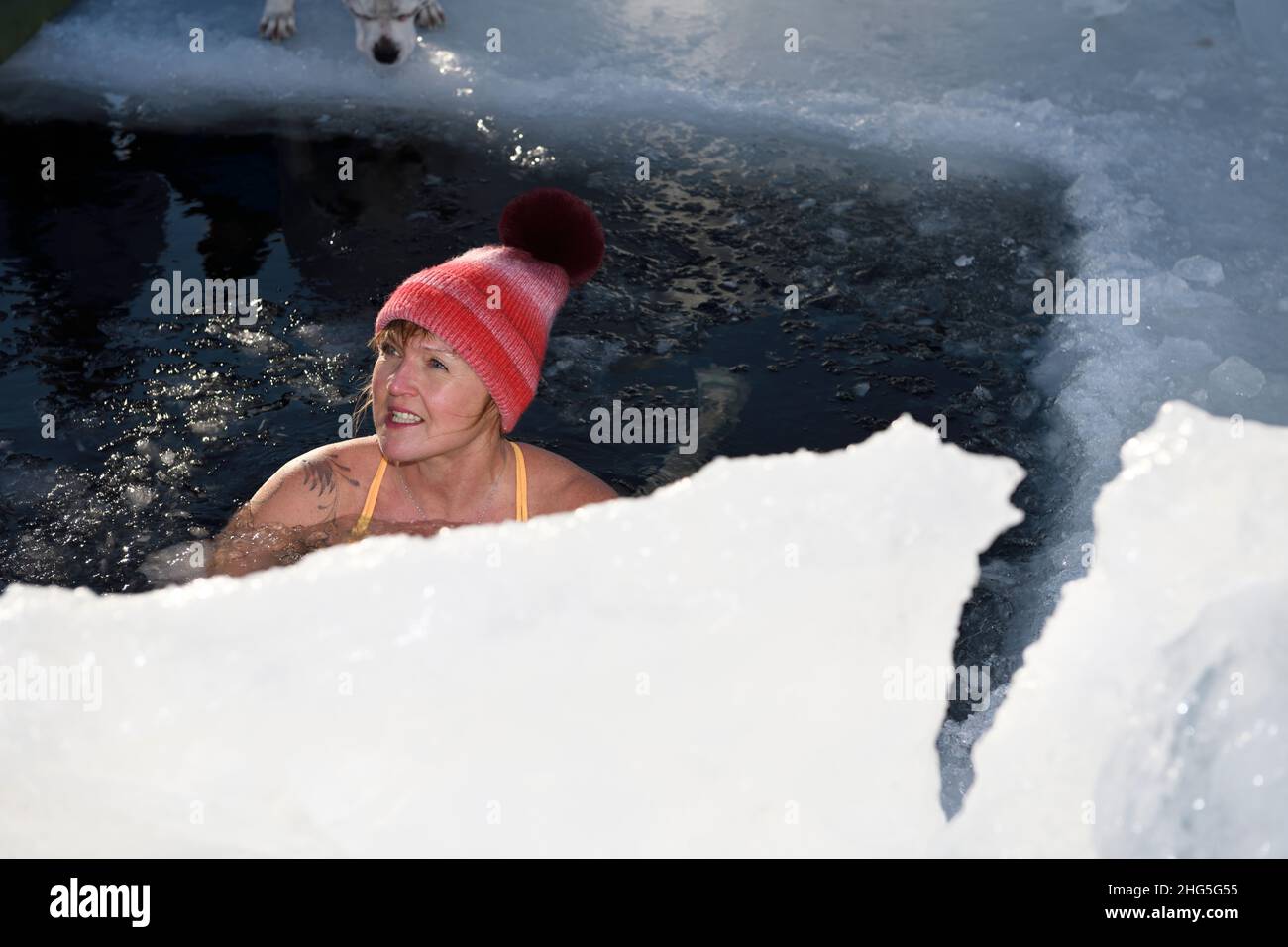 Woman with hat in ice hole for a cold water swim in winter with dog nose at Kempenfelt Bay Lake Simcoe Barrie Ontario Stock Photo