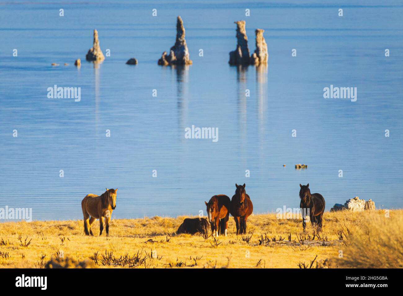 Wild horses (Mustangs) on the shore of Mono Lake in Mono County, California USA with a tufa formation in the background. Stock Photo