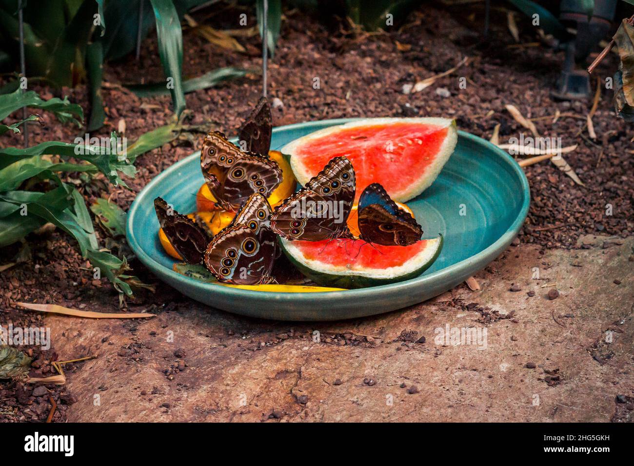 Large group of butterflies eating watermelon Stock Photo Alamy