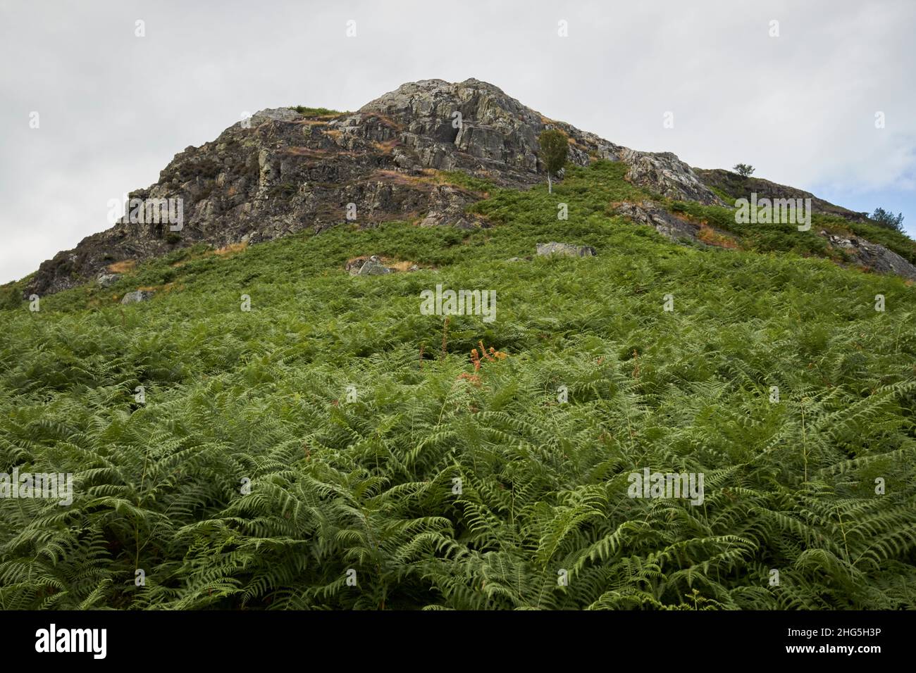 looking up through mountain ferns at the summit of loughrigg fell lake district, cumbria, england, uk Stock Photo