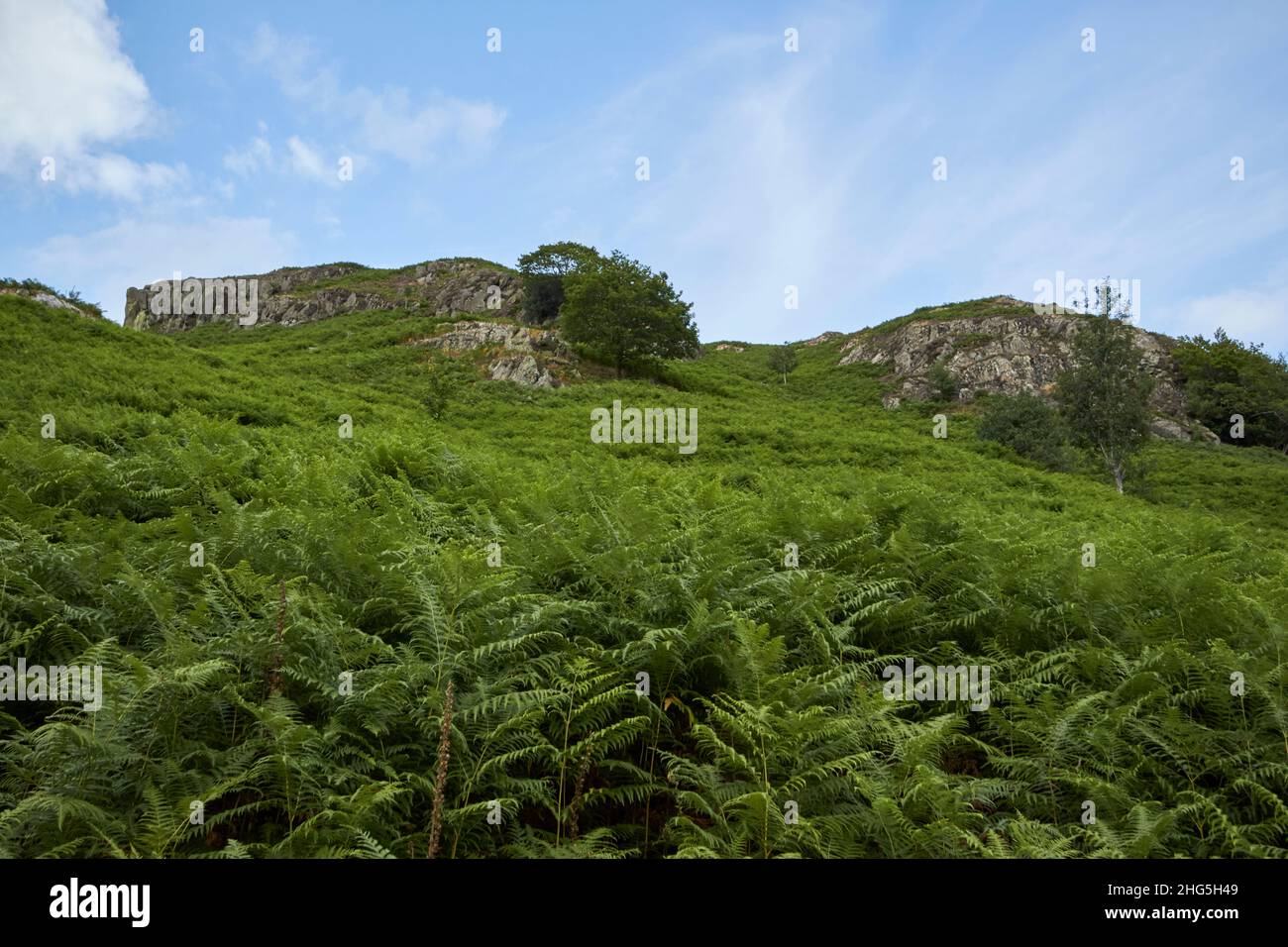 looking up through mountain ferns at the summit of loughrigg fell lake district, cumbria, england, uk Stock Photo