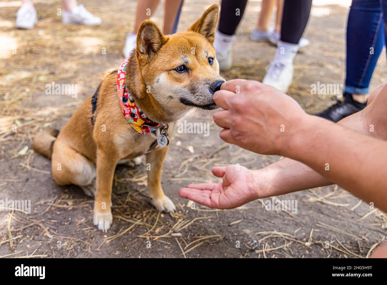 Closeup view on the hands of a person training a red Shiba Inu puppy with a treat reward, reaching out and asking for a paw. With blurry background. Stock Photo