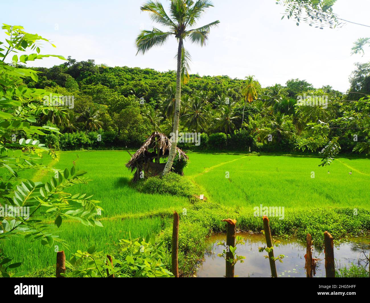 Travel Asia, Rice Fields in South East Asia #Asia #aroundtheworld #SriLanka #wanderlust #hinterland #authentic #fernweh #slowtravel #loveasia Stock Photo