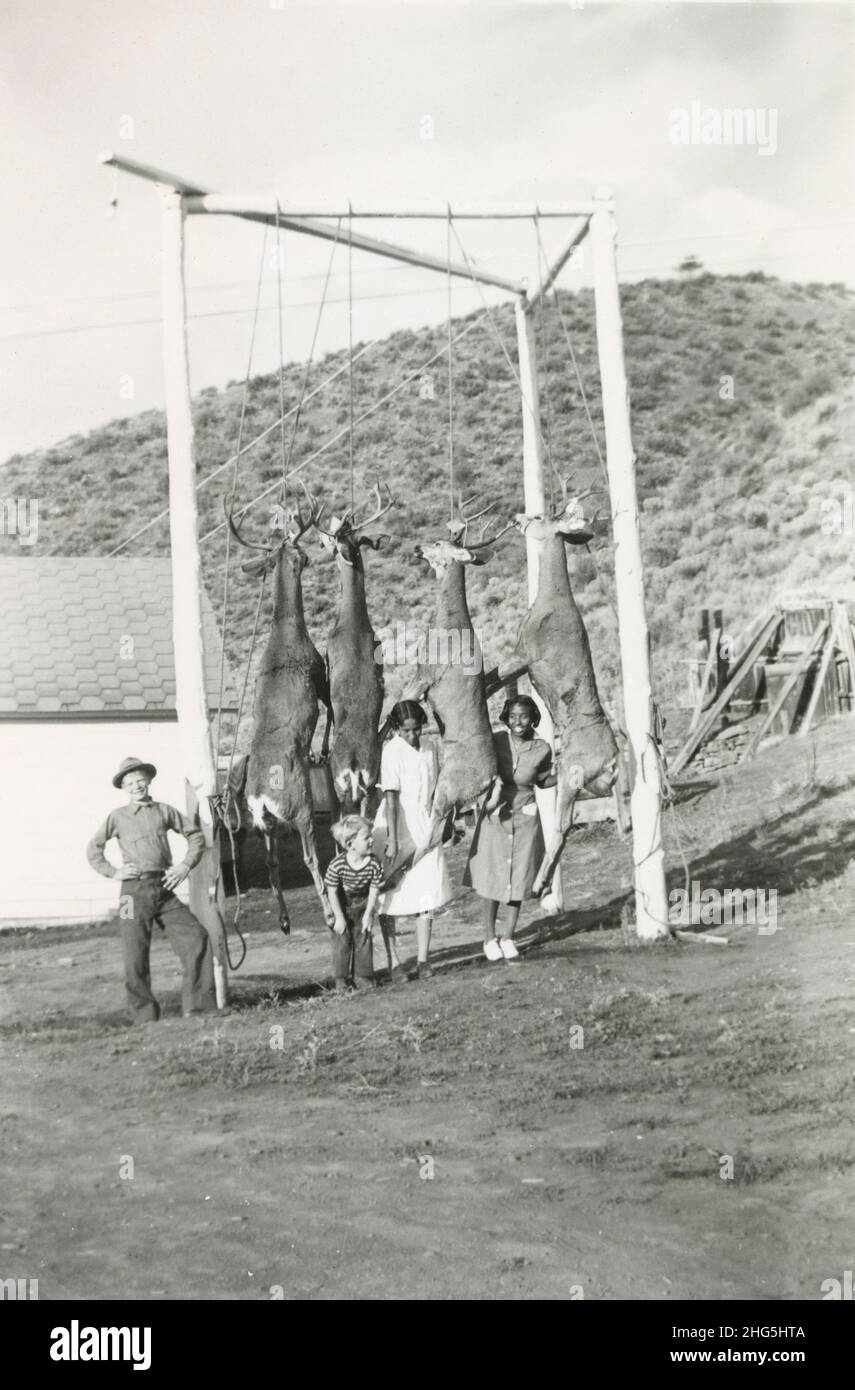 Antique circa 1940s photograph, four white tail deer strung up after hunt. Exact location unknown, USA. SOURCE: ORIGINAL PHOTOGRAPH Stock Photo