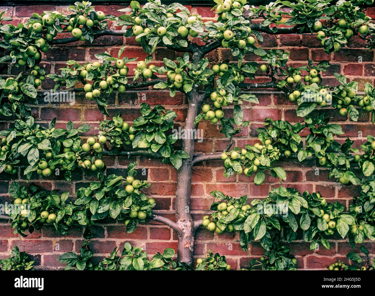 Espaliered apple tree in a formal English walled kitchen garden, England, UK (with retro vintage treatment) Stock Photo