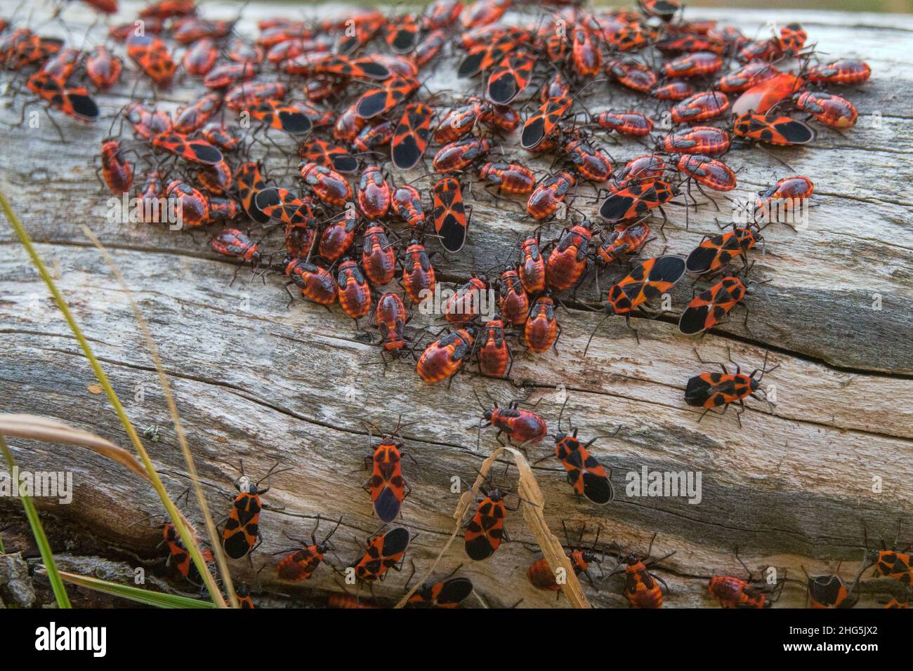 Dense accumulation of insects on tree trunk. Firebug (Pyrrhocoris