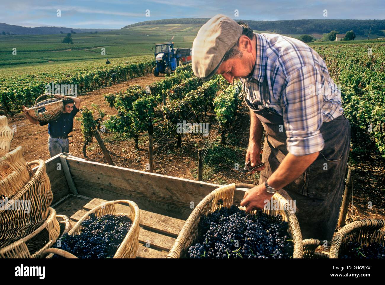 Maitre de culture or viticulteur hi-res stock photography and images - Alamy