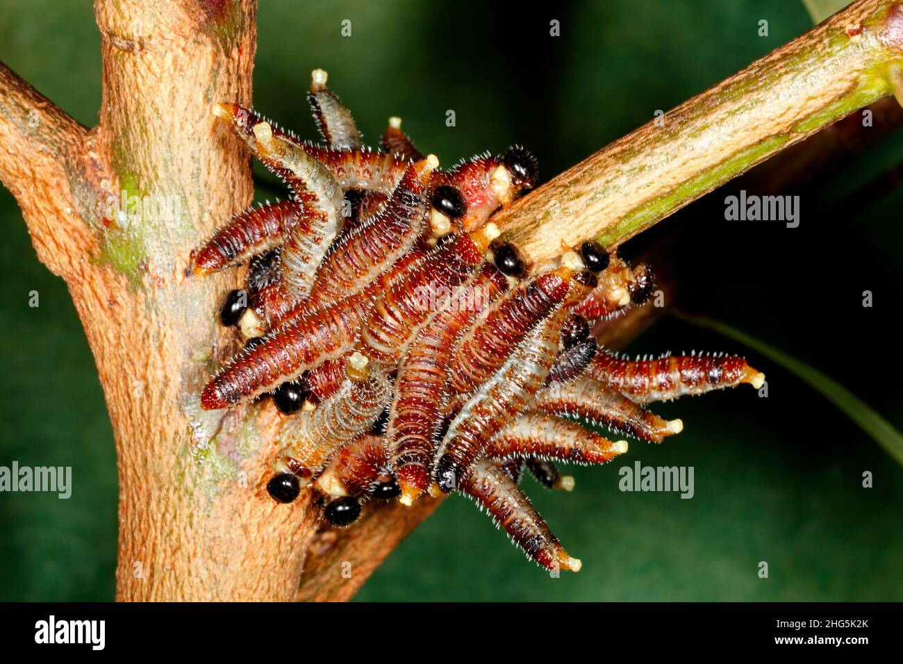 Sawfly Larvae, probably Perga affinis or Perga dorsalis. Also known as spitfires.These are not caterpillars, but the larvae of a wasp. Coffs Harbour, Stock Photo