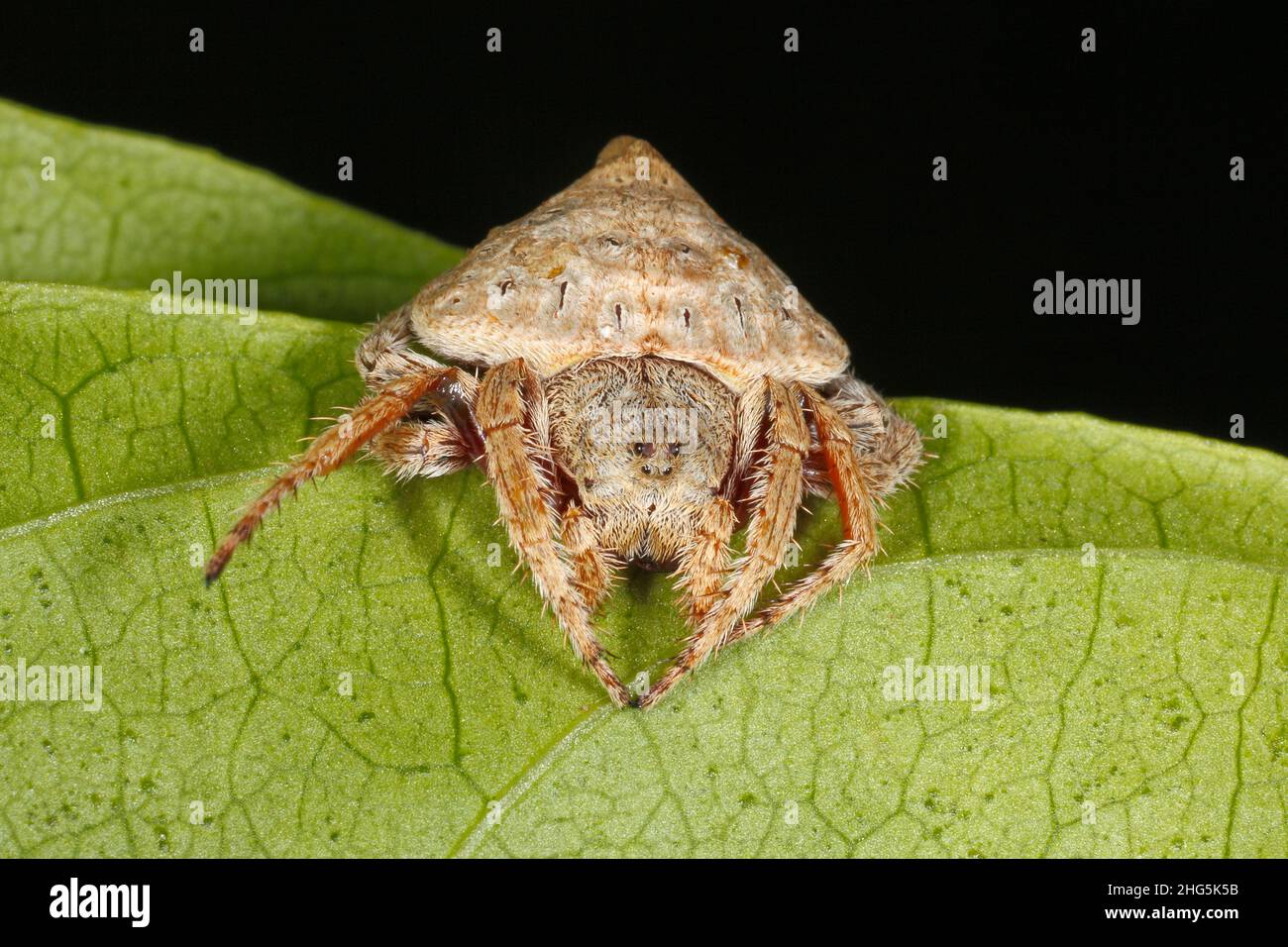 Wrap Around Spider, Dolophones sp. This is a genus of the orb-weaver spiders. Coffs Harbour, NSW, Australia Stock Photo