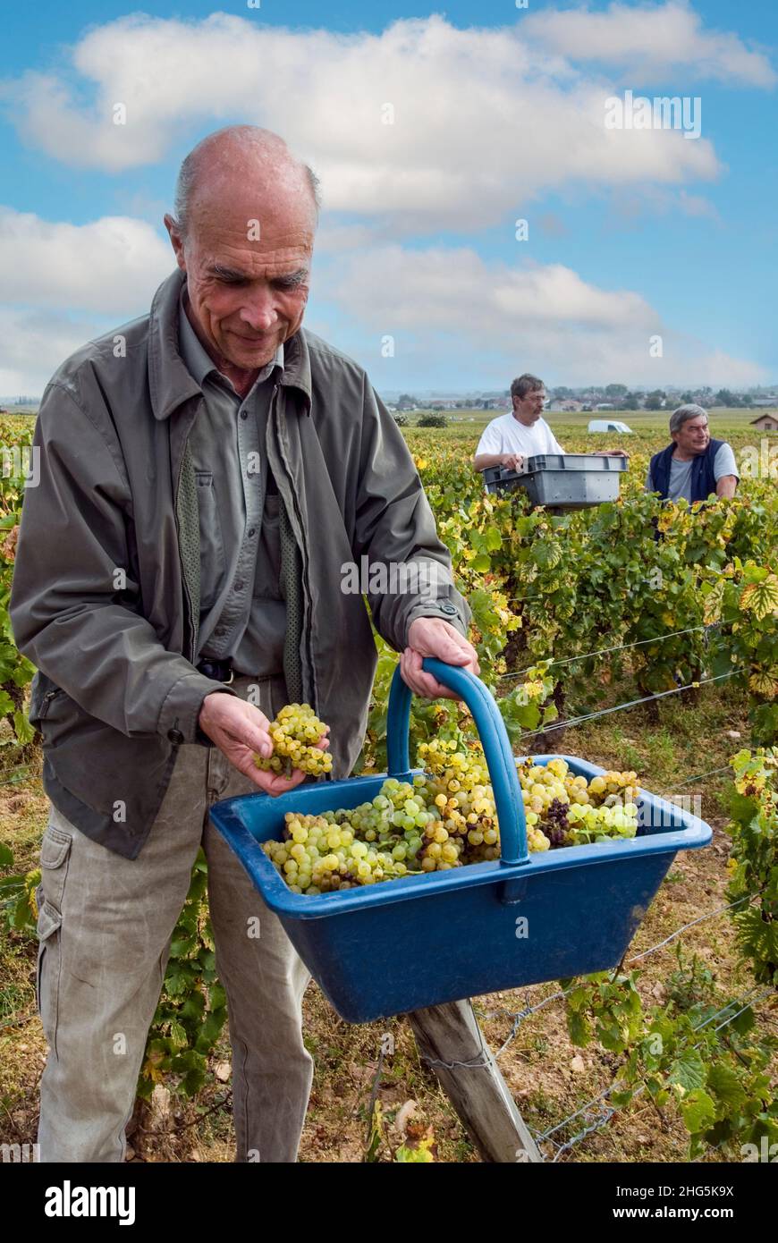LE MONTRACHET Aubert de Villaine DRC with a pannier of harvested Grand Cru Chardonnay grapes in the Domaine de la Romanee-Conti parcel of Le Montrachet vineyard, Chassagne-Montrachet, Cote d'Or, France (considered by many to be the finest Chardonnay vineyard in the world) Stock Photo