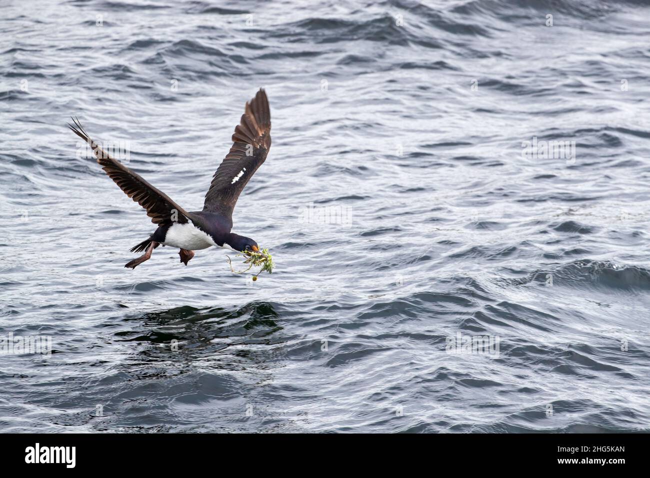 An adult imperial shag, Leucocarbo atriceps, returning to the nesting colony with nest material, Ushuaia, Argentina. Stock Photo