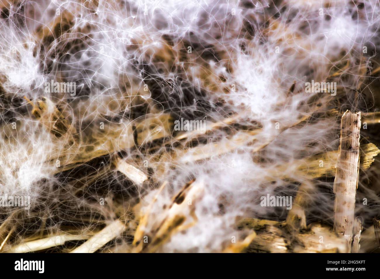 Famous Swan's down from North Europe nest. Macrostructure Stock Photo