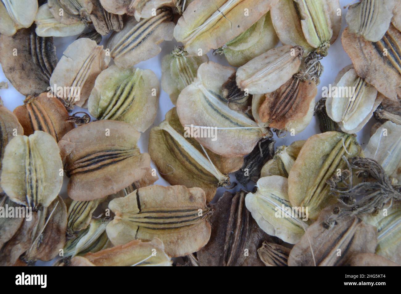 Seeds of Wild Angelica, Angelica sylvestris Stock Photo Alamy