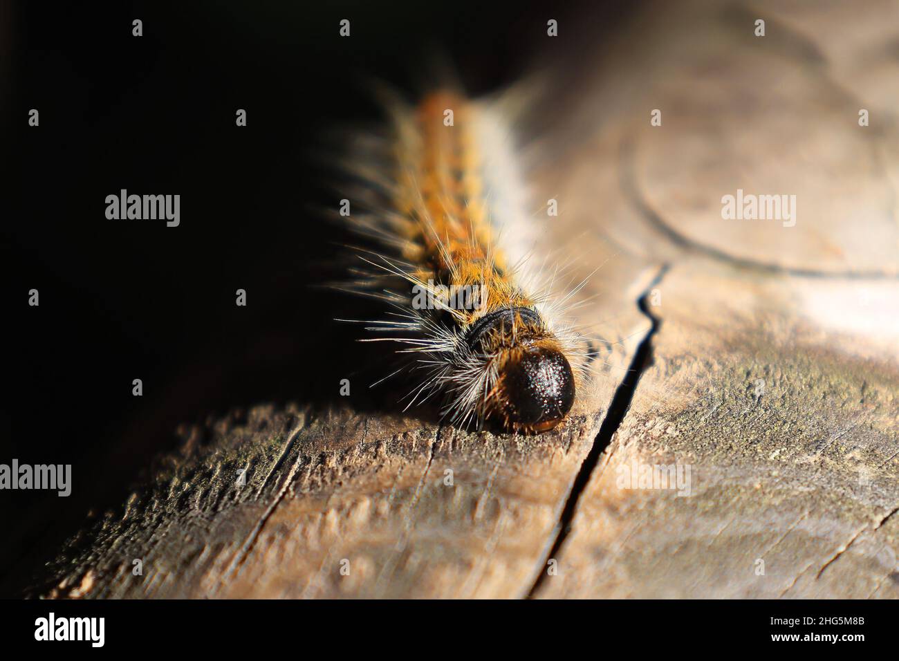 White Cedar Moth caterpillar .Leptocneria reducta Stock Photo - Alamy