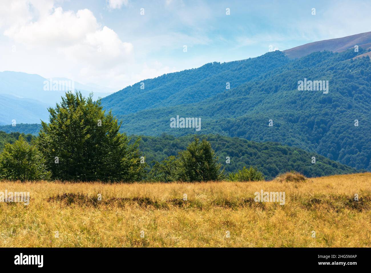 beech forest on the grassy hill. carpathian mountain landscape in late ...