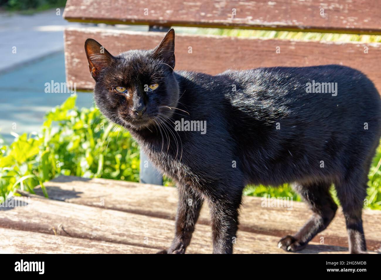 A stray black cat relaxing and sunbathing on a public bench Stock Photo
