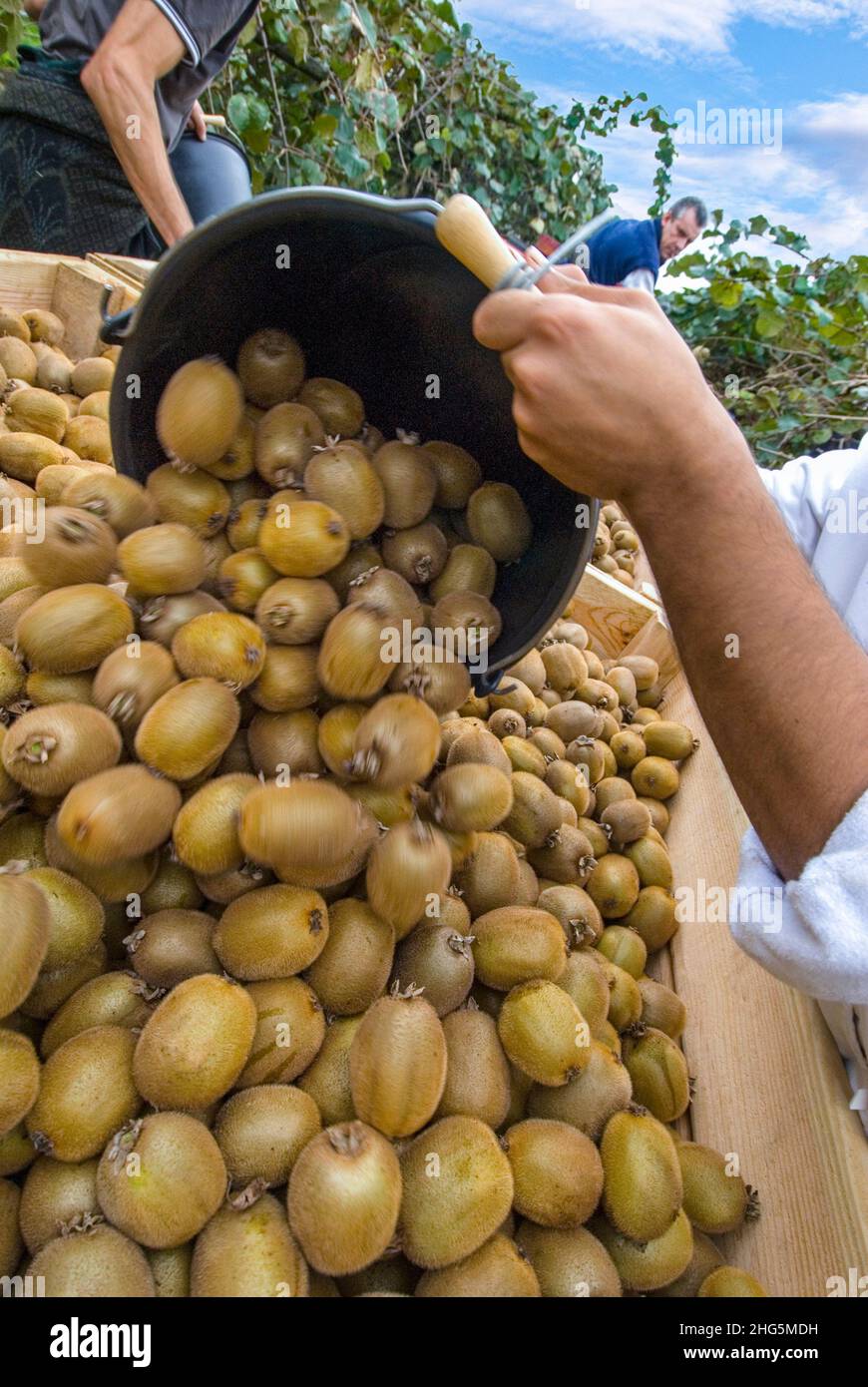 Kiwi fruit picking harvesting pouring tractor trailer at Castillon