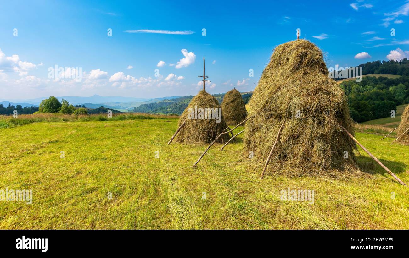 haystacks on the grassy field on the hill. beautiful rural landscape in carpathian mountains on a sunny summer day. fluffy clouds on the blue sky in e Stock Photo