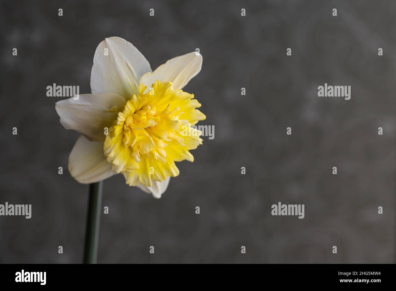 One Single Bright Yellow Daffodil on Textured Gray Background Stock Photo