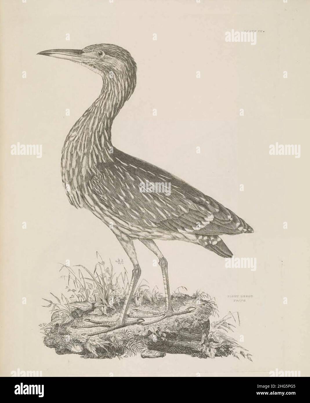 Selby's Illustrations of British ornithology Volume 2 Water birds Plate VIIa. Stock Photo