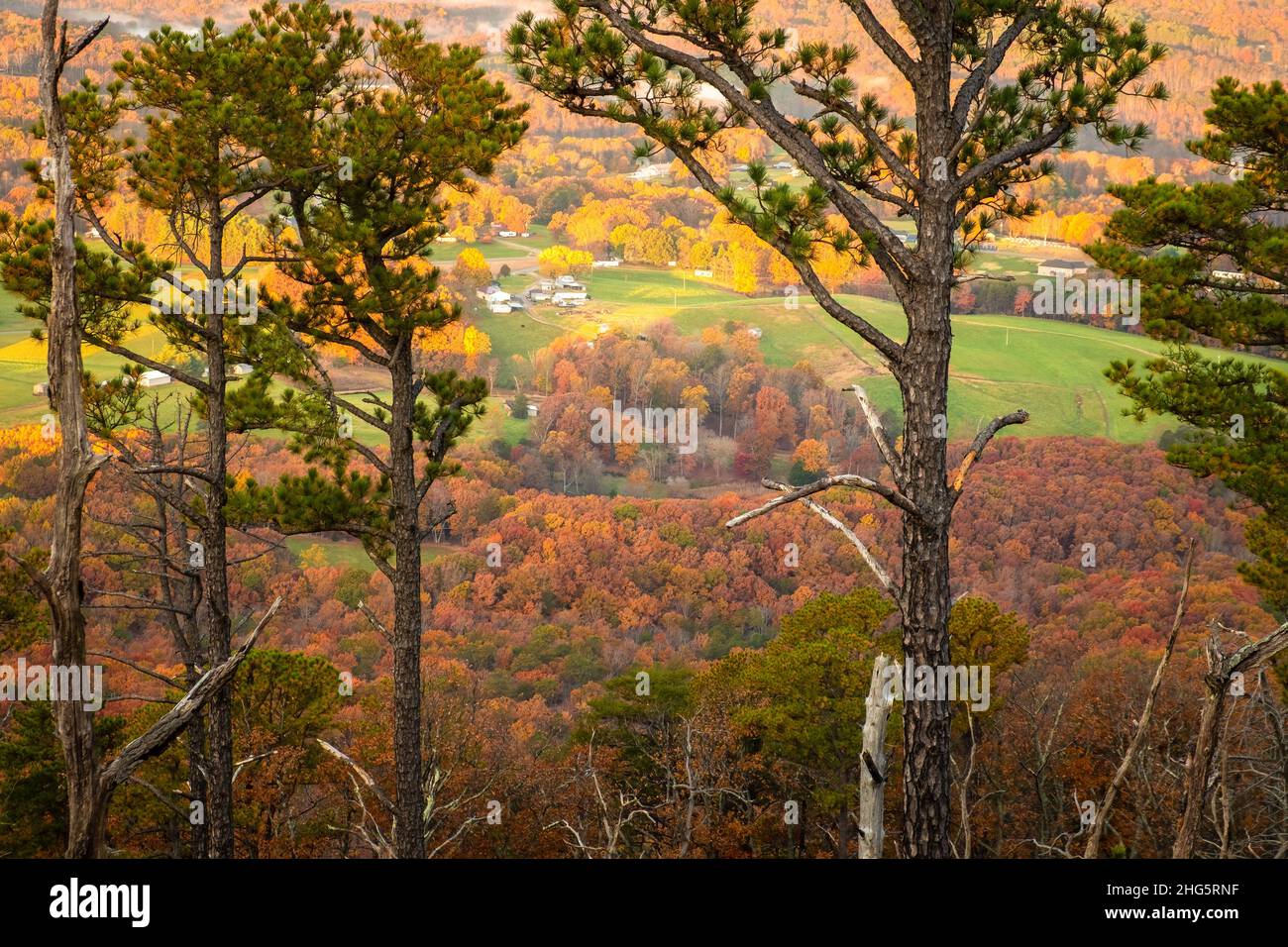 Autumn view through the pines from Little Pinnacle at Pilot Mountain State Park in Pinnacle, NC. Stock Photo