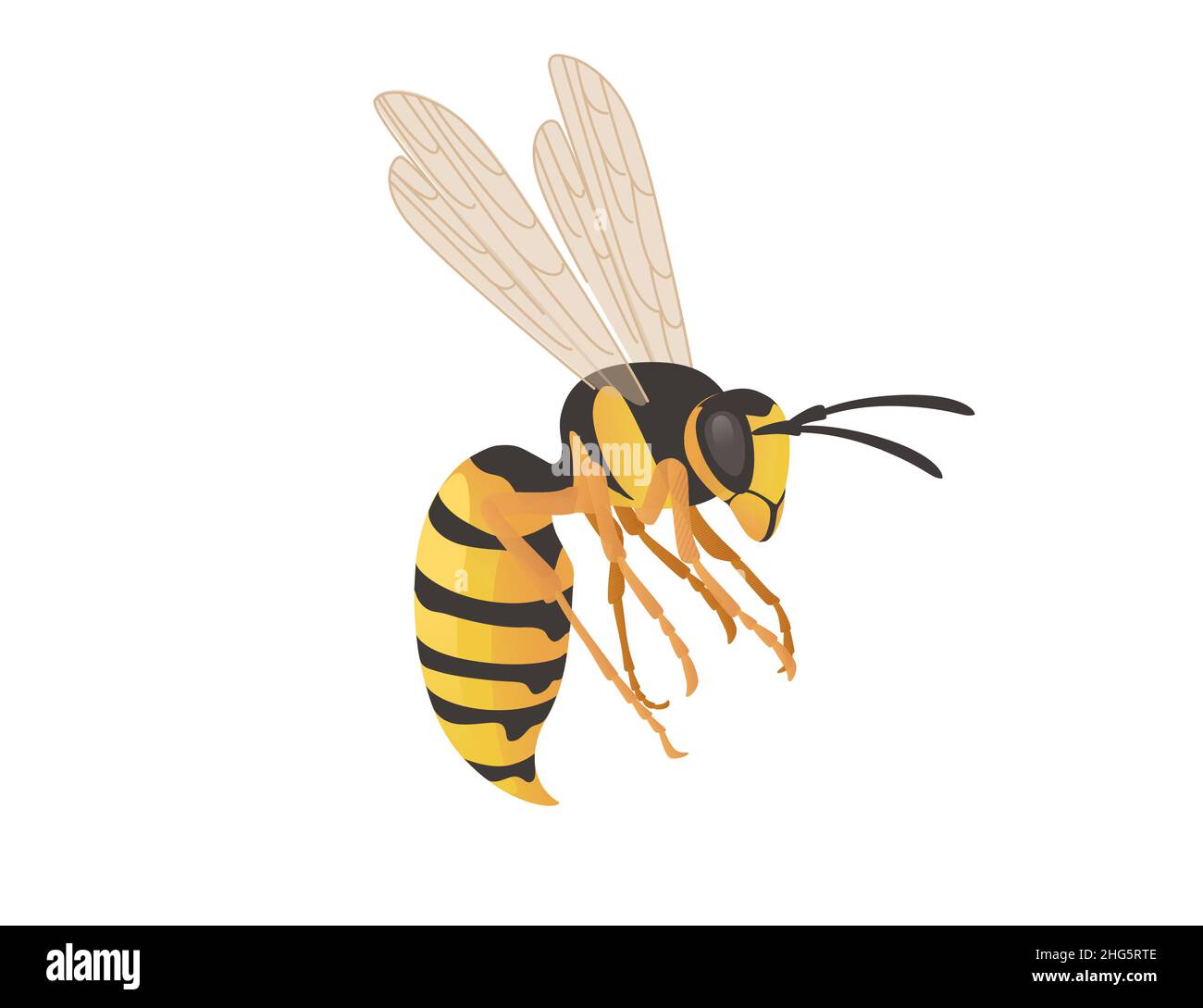 Dangerous wasp insect cartoon animal design vector illustration on ...