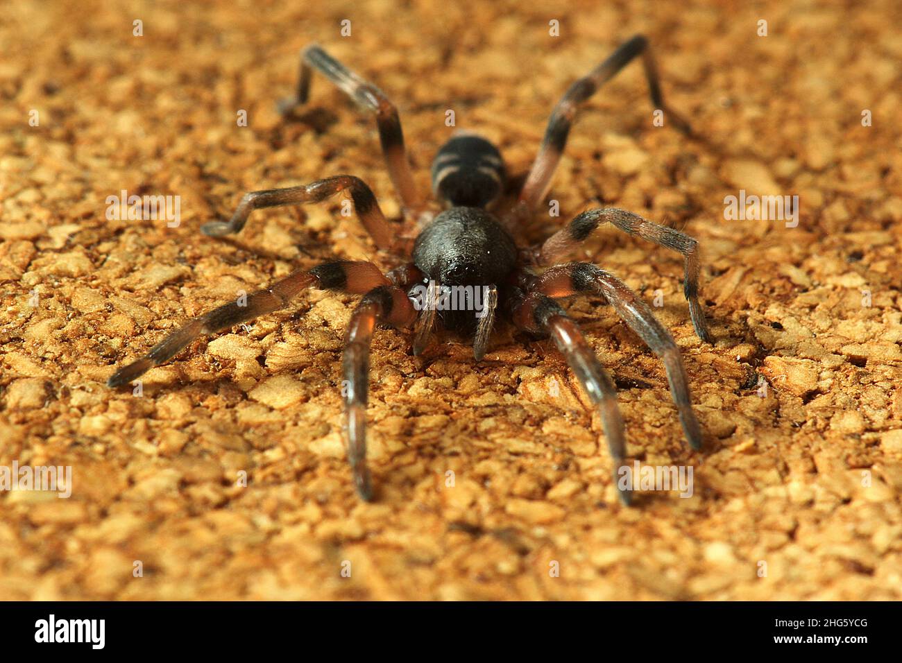 Poisonous eastern white tail spider (Lampona murina) Stock Photo