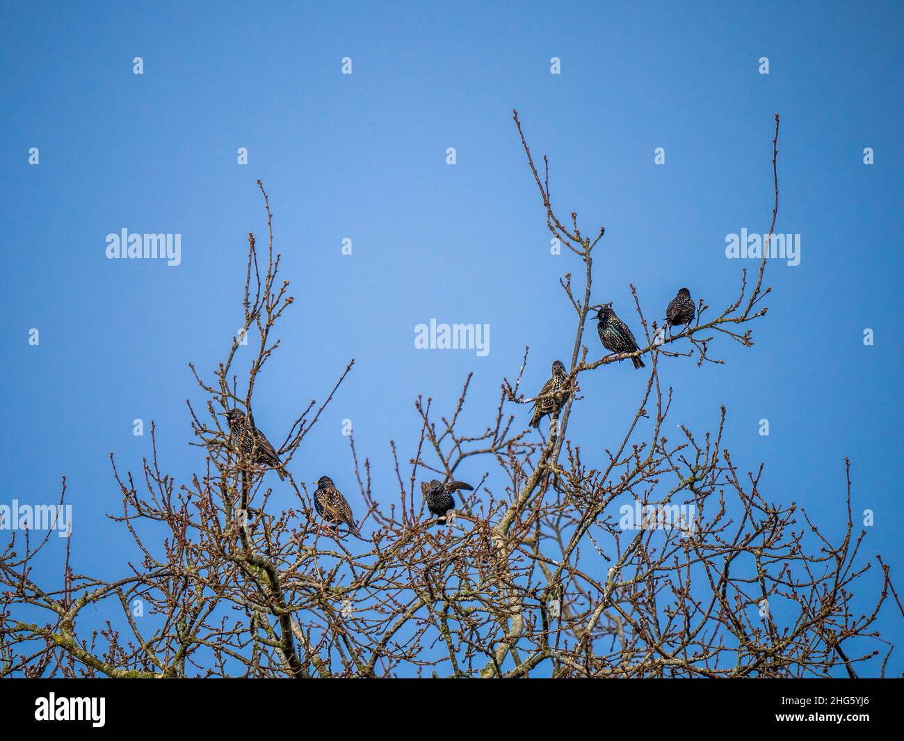 Group of Starlings on a Treetop Stock Photo Alamy
