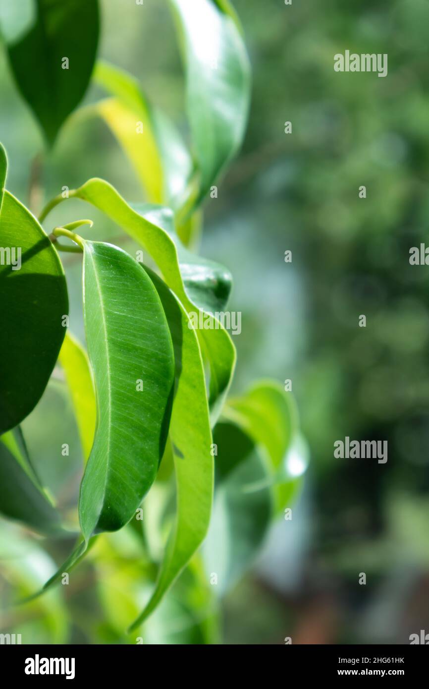 Close Up Of Green Leaves Of Ficus Elastica Tineke, Sun Light, Reflection And Yellow Background. Abstract Nature Pattern In The Living Room. Stock Photo