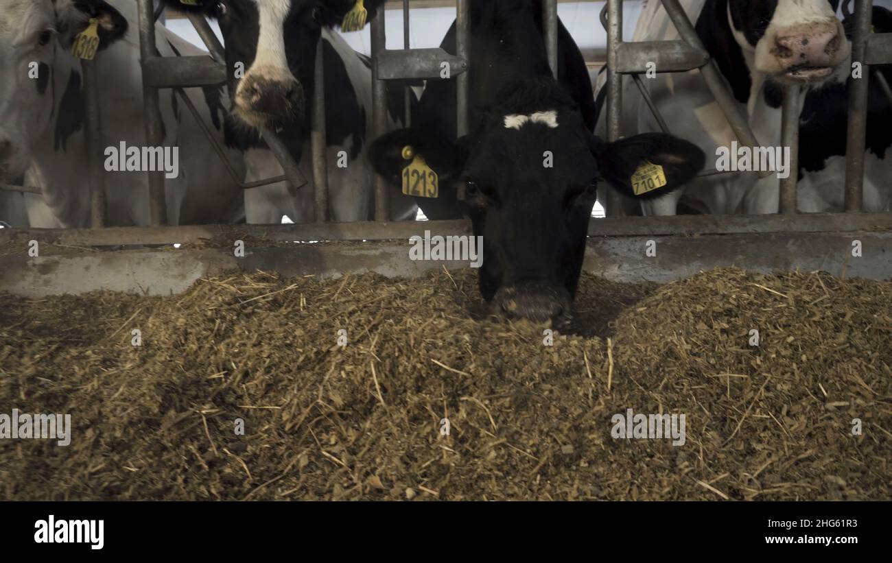 Close up for cows feeding in large cowshed at a farm. Cows cattle ...