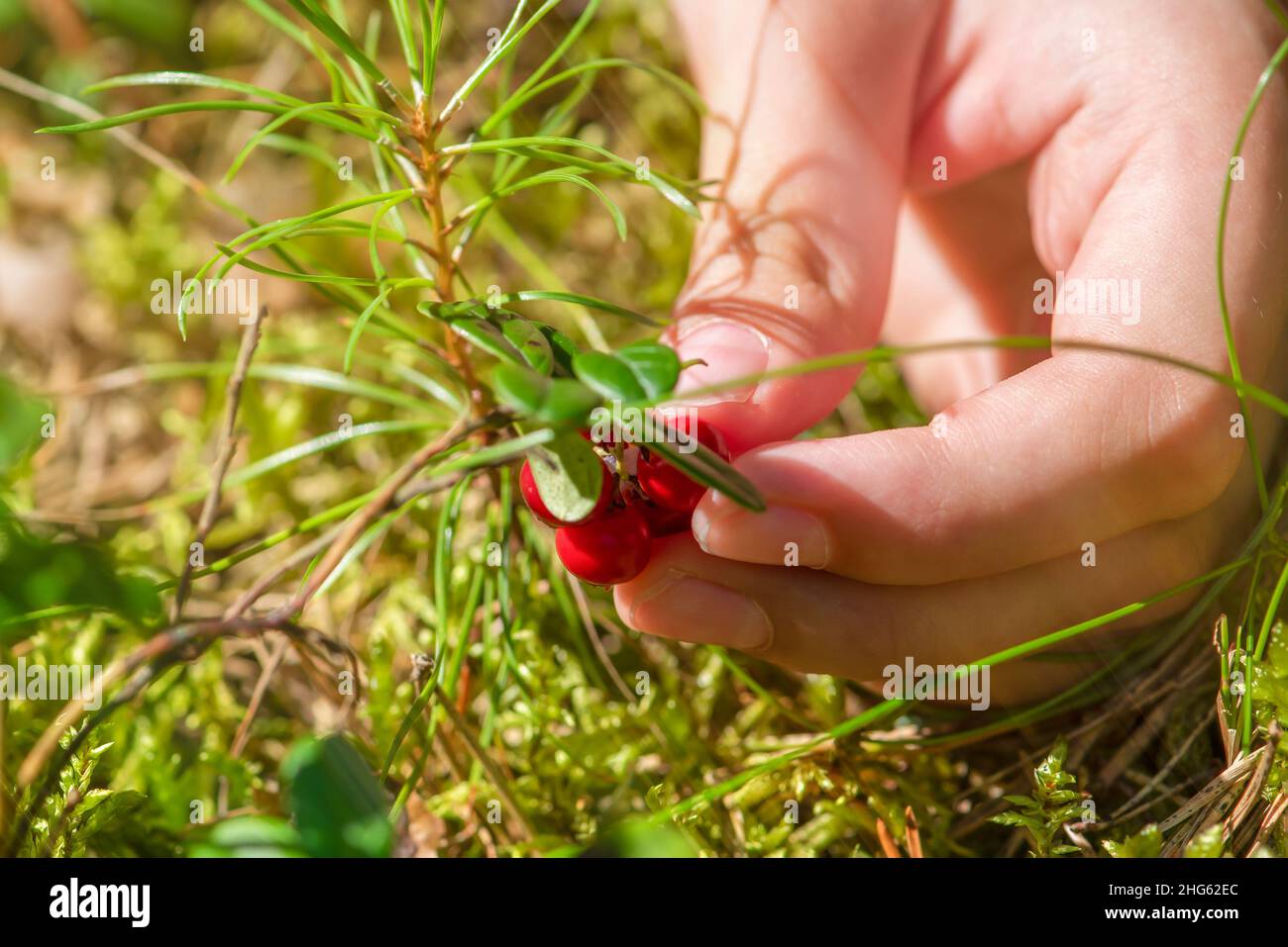 Ripe cranberries. Red juicy cranberries on a green bush in a sunny forest. Women's hands picking lingonberries Stock Photo